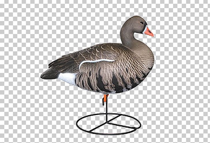 Greylag Goose Duck Mallard Decoy PNG, Clipart, Anseriformes, Beak, Bird, Canada Goose, Dakota Decoy Llc Free PNG Download