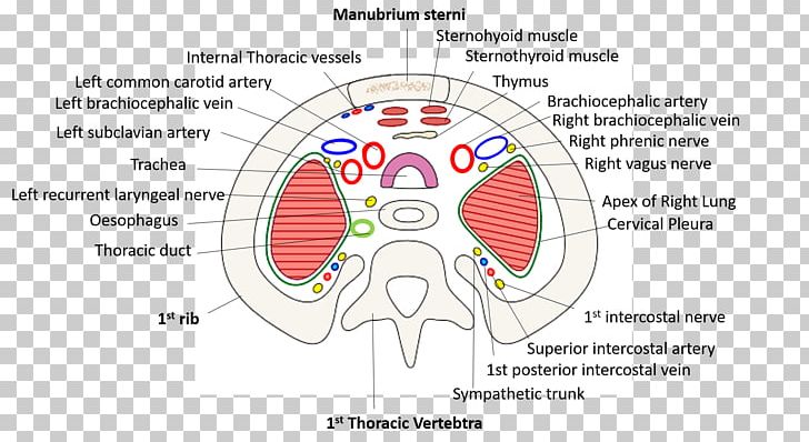 Homo Sapiens Brain Human Behavior Technology Point PNG, Clipart, Anatomy, Angle, Area, Behavior, Brain Free PNG Download