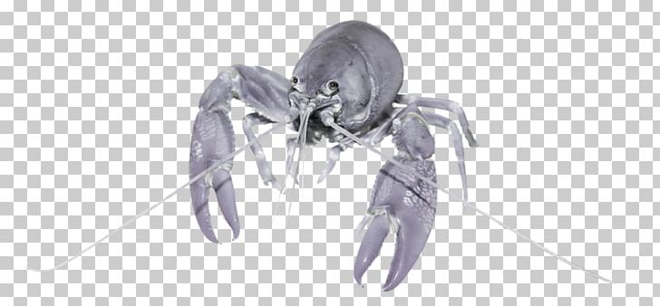 Insect Decapods Pest Line Art PNG, Clipart, Animals, Arthropod, Artwork, Crayfish, Decapoda Free PNG Download