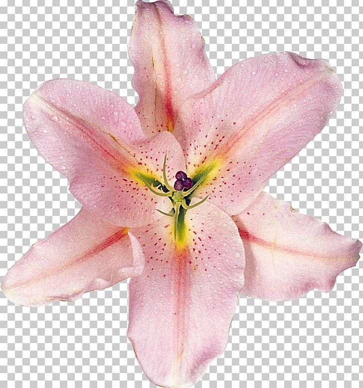 Lilium Cut Flowers Daylily PNG, Clipart, Cicek, Color, Cut Flowers, Daylily, Flower Free PNG Download