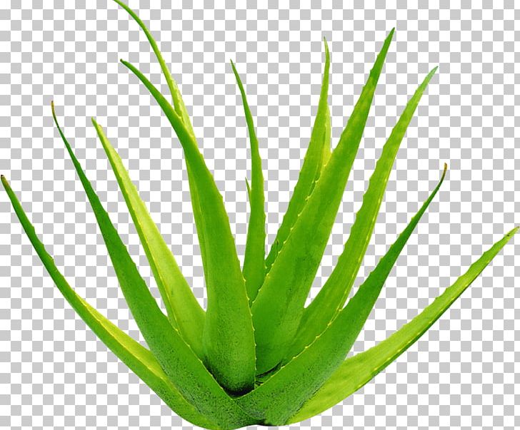 Aloe Vera Leaf Gel Formaldehyde PNG, Clipart, Aloe, Aloe, Aloe Plant, Aloe Vera Crush, Aloe Vera Gel Free PNG Download