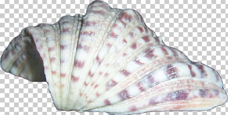 Seashell Scrapbooking Albom Conchology PNG, Clipart, Albom, Album, Animal, Animal Product, Ansichtkaart Free PNG Download