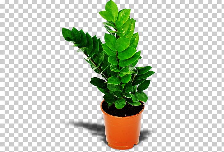Zanzibar Gem Houseplant Flower Online Shopping PNG, Clipart, Dracaena Fragrans, Evergreen, Flower, Leaf, Plant Free PNG Download