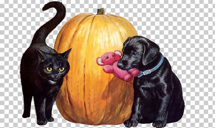Black Cat Dog Kitten Puppy PNG, Clipart, Animal, Animals, Black Dog, Carnivoran, Cat Like Mammal Free PNG Download