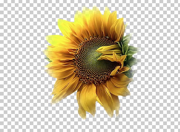 Common Sunflower Graphic Design Petal Dew PNG, Clipart, Beach Rose, Blog, Cicek Resimleri, Common Sunflower, Daisy Family Free PNG Download