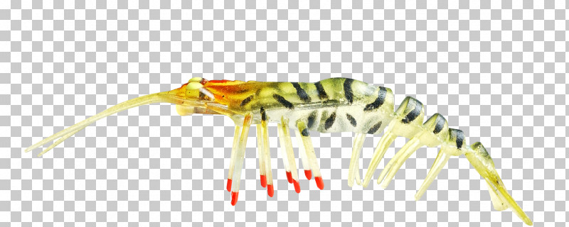 Insect Yellow Centipede PNG, Clipart, Centipede, Insect, Yellow Free PNG Download