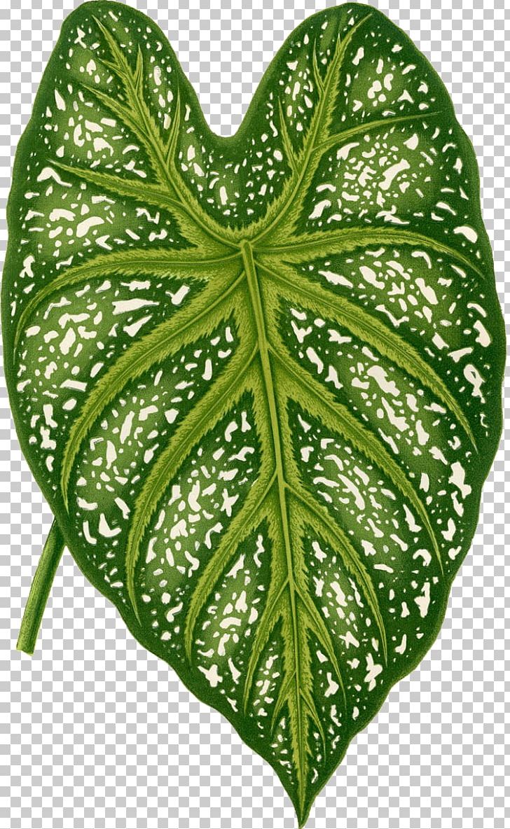 Botany Botanical Illustration Art Painting PNG, Clipart, Art, Art Museum, Botanical Garden, Botanical Illustration, Botanical Leaves Free PNG Download