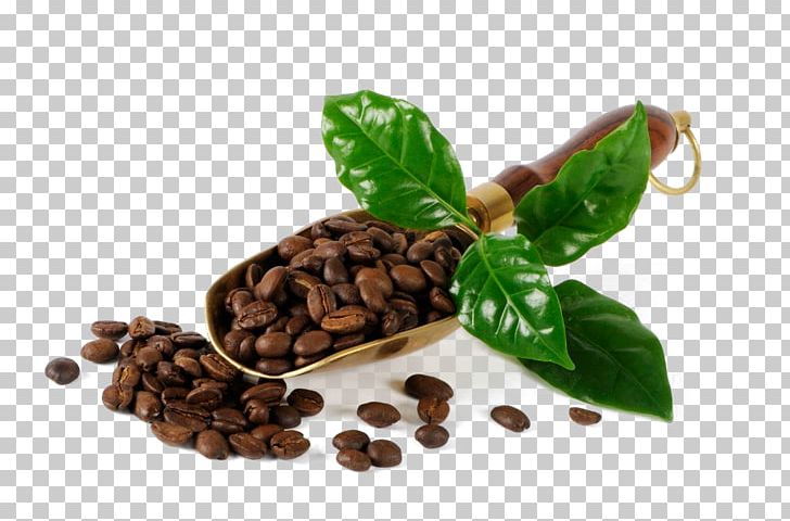 Coffee Bean Cafe Burr Mill PNG, Clipart, Bean, Beans, Brewed Coffee, Cafe, Cocoa Free PNG Download