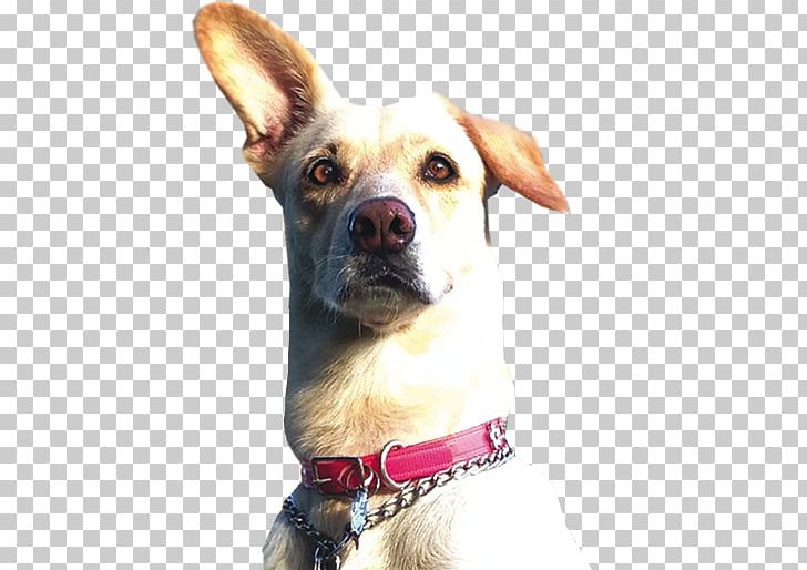 Dog Breed Dog Collar Breed Group (dog) PNG, Clipart, Animal, Animals, Beach, Breed, Breed Group Dog Free PNG Download