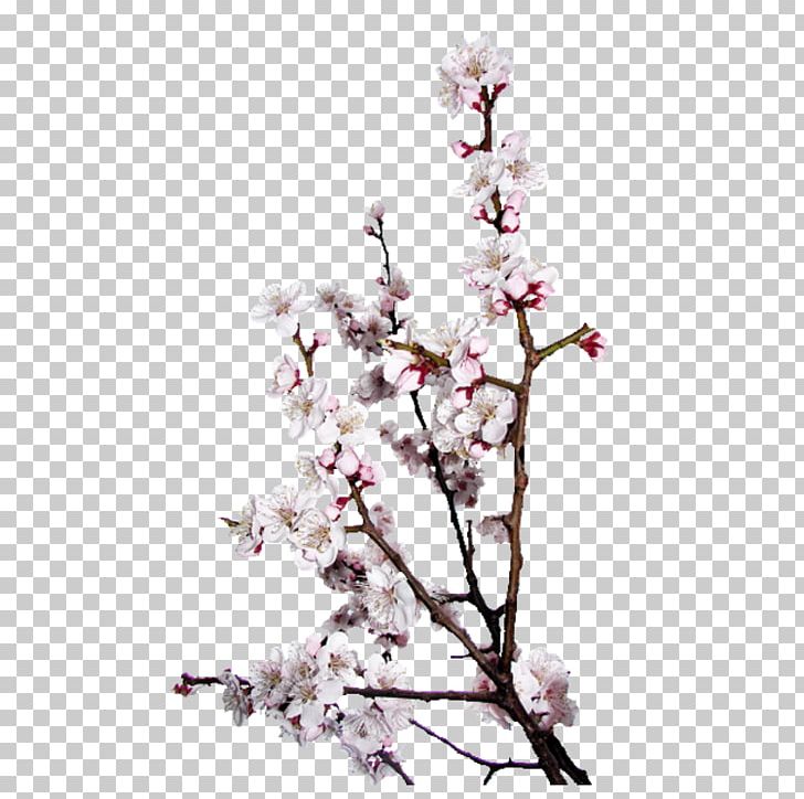 Peach Photos PNG, Clipart, Albom, Blog, Branch, Cherry Blossom, Coreldraw Free PNG Download