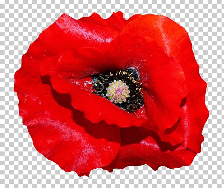 Poppy Flowers PNG, Clipart, Annual Plant, Common Poppy, Coquelicot, Cut Flowers, Drawing Free PNG Download