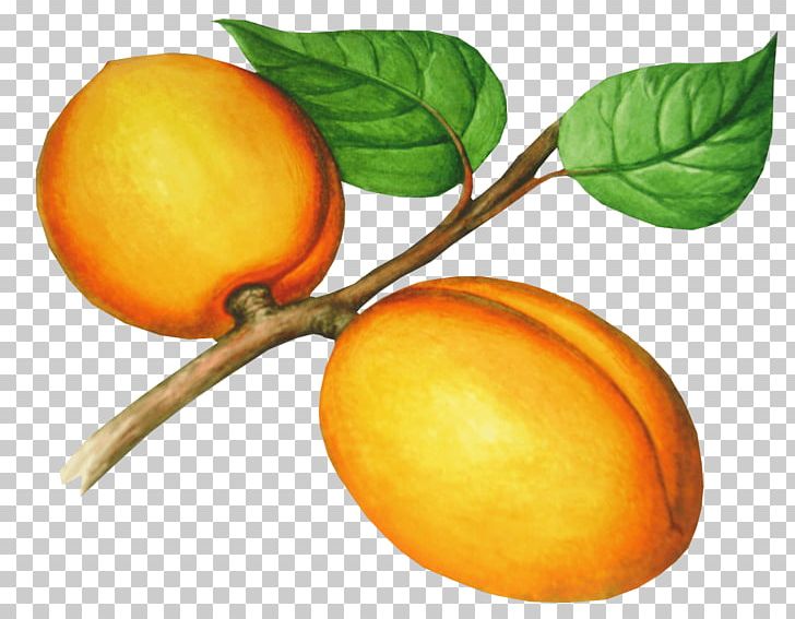 Apricot Nectarine Fruit PNG, Clipart, Auglis, Bitter Orange, Citrus, Delicious, Diet Food Free PNG Download