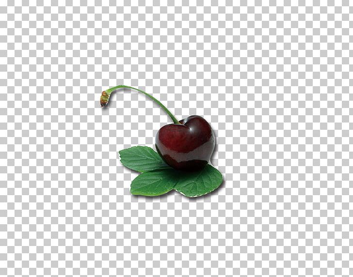 Cherry Berry Fruit Auglis PNG, Clipart, Auglis, Berry, Black Cherry, Cerasus, Cherries Free PNG Download