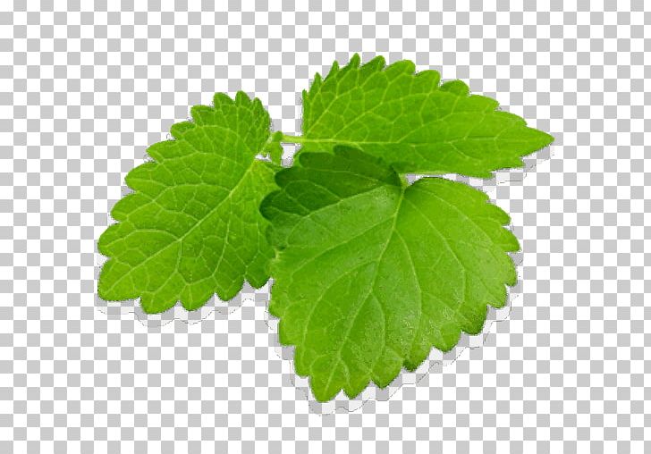 Lemon Balm Medicinal Plants Tea Mint Herb PNG, Clipart, Cay, Food Drinks, Formula, Herb, Herbaceous Plant Free PNG Download