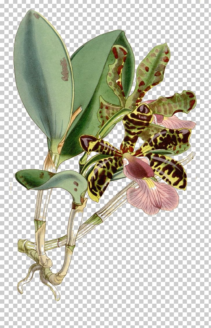 Cattleya Aclandiae Cattleya Amethystoglossa Orchids Botanical Illustration Botany PNG, Clipart, Cattleya Orchids, Curtiss Botanical Magazine, Dendrobium Nobile, Epiphyte, Food Drinks Free PNG Download