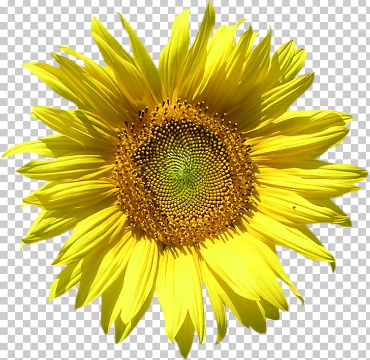 Common Sunflower Sunflower Seed Desktop PNG, Clipart, Annual Plant, Common Sunflower, Daisy Family, Desktop Wallpaper, Digital Image Free PNG Download