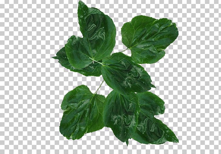 Leaf Vegetable PNG, Clipart, Annual Plant, Basil, Brick, Chard, Collard Greens Free PNG Download