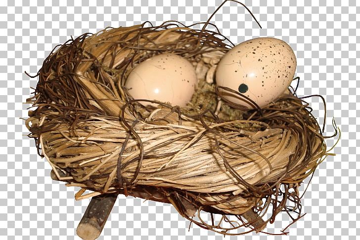 Bird Nest Egg PNG, Clipart, Animals, Bird, Bird Nest, Clutch, Download Free PNG Download