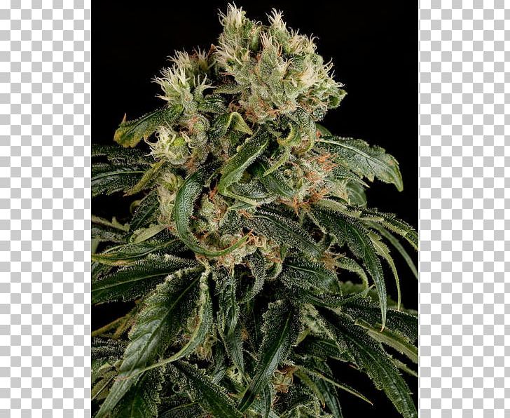Cannabis Sativa Seed Skunk Cannabis Cultivation PNG, Clipart, Cannabidiol, Cannabis, Cannabis Cultivation, Cannabis Sativa, Cultivar Free PNG Download