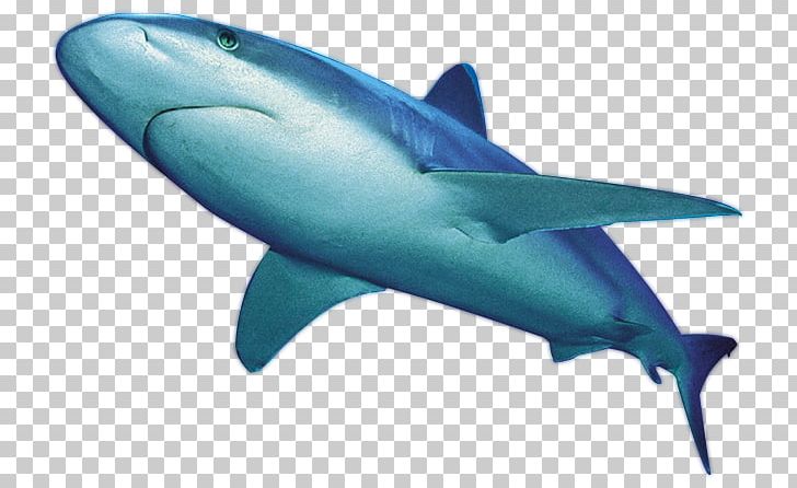 Great White Shark Whale Shark International Shark Attack File PNG, Clipart, Animal, Aqua, Carcharhiniformes, Cartilaginous Fish, Cetacea Free PNG Download