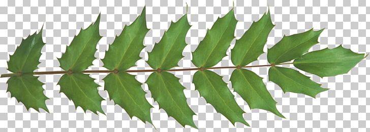 Leaf Plant Stem Branch PNG, Clipart, Autumn, Branch, Green, Leaf, Nature Free PNG Download