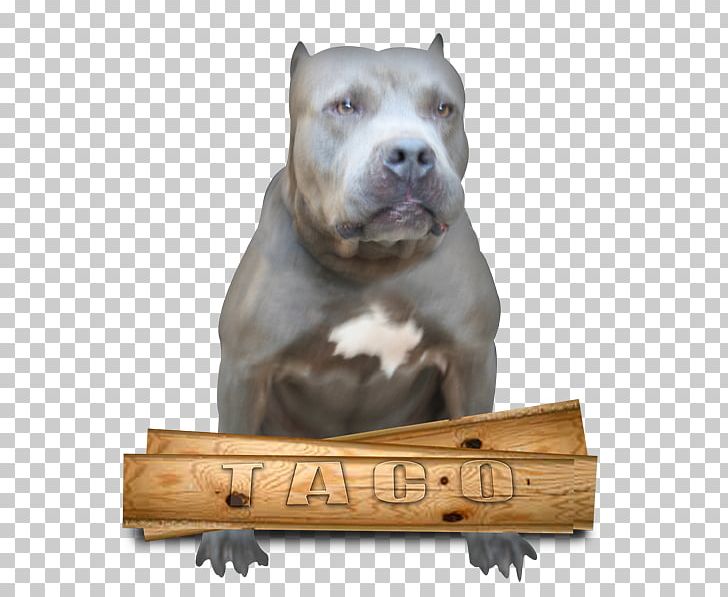 Dog Breed American Pit Bull Terrier American Staffordshire Terrier Staffordshire Bull Terrier PNG, Clipart, American Pit Bull Terrier, American Staffordshire Terrier, Breed, Bull, Carnivoran Free PNG Download