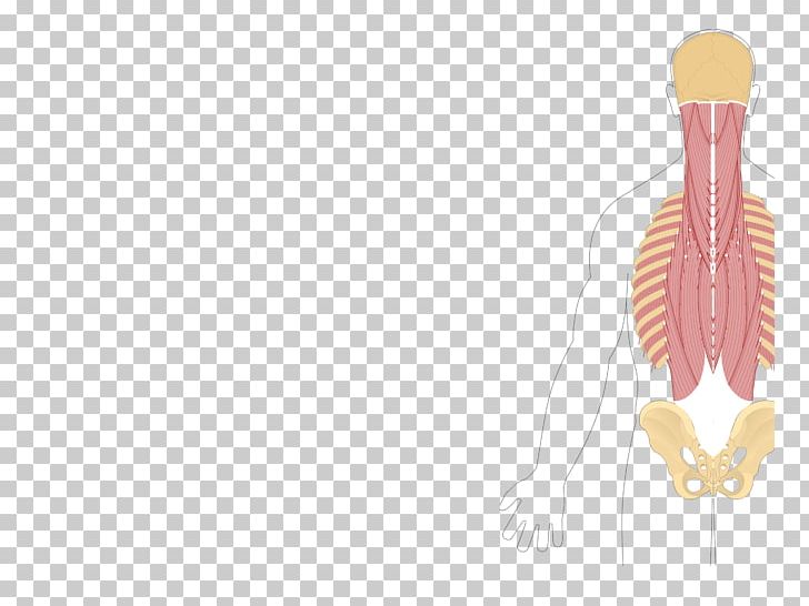 Quadratus Lumborum Muscle Iliocostalis Splenius Cervicis Muscle Erector Spinae Muscles PNG, Clipart, Attachment, Miscellaneous, Organism, Origin And Insertion, Others Free PNG Download