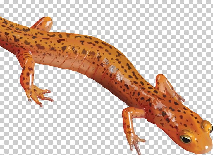 Salamander Newt PNG, Clipart, Amphibian, Animals, Encapsulated Postscript, Fauna, Gecko Free PNG Download