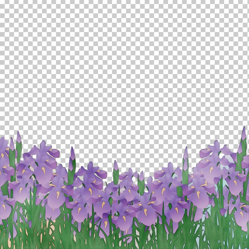 Lavender PNG, Clipart, Bellflower Family, English Lavender, Lavender, Meadow, Paint Free PNG Download