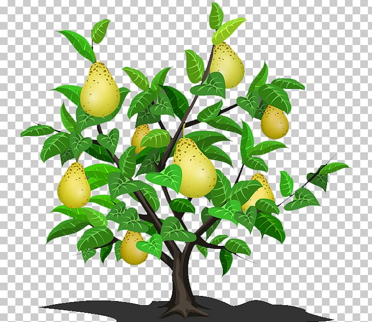 Asian Pear Lemon Fruit Tree PNG, Clipart, Asian Pear, Branch, Citrus, Citrus Junos, Decoration Free PNG Download