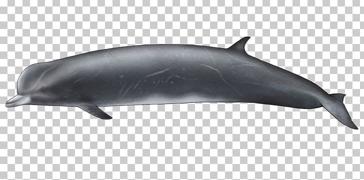 Common Bottlenose Dolphin Tucuxi Short-beaked Common Dolphin Rough-toothed Dolphin Wholphin PNG, Clipart, Bottlenose Dolphin, Common, Dolphin, Fauna, Fin Free PNG Download