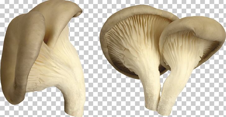 Edible Mushroom Mushroom Hunting Common Mushroom PNG, Clipart, Agaricaceae, Amanita Muscaria, Bestoftheday, Day, Desktop Wallpaper Free PNG Download