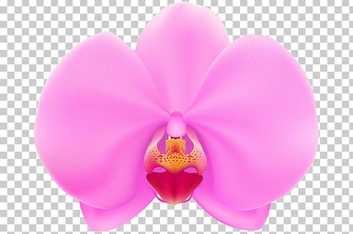 Moth Orchids PNG, Clipart, Art, Clip, Desktop Wallpaper, Flower, Flowering Plant Free PNG Download