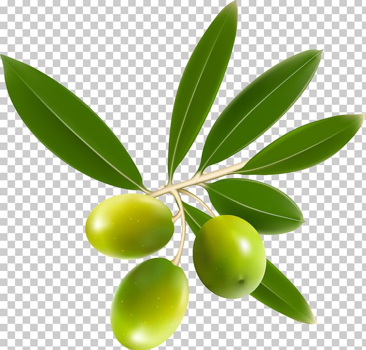 Olive Oil Olive Leaf PNG, Clipart, Breast Enlargement, Cooking Oils, Cream, Expeller Pressing, Food Free PNG Download