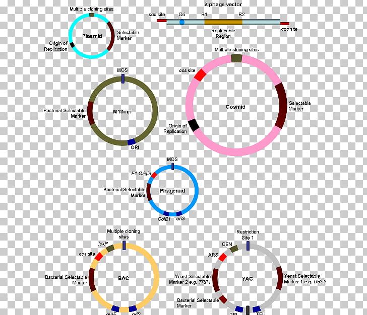 Cloning Molecular Cloning Genetics PNG, Clipart, Angle, Area, Art, Brand, Cell Free PNG Download