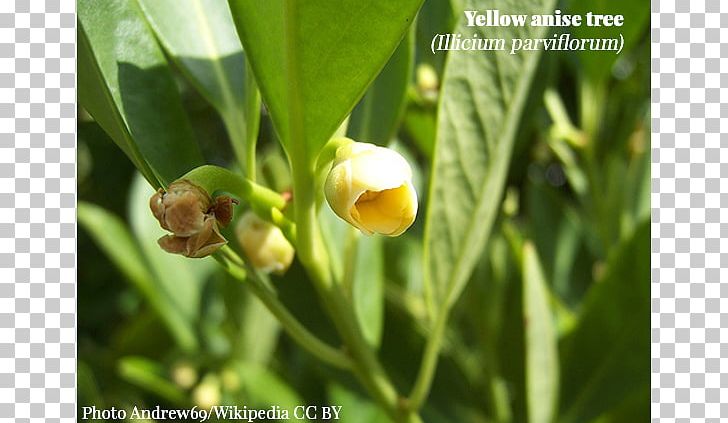 Illicium Floridanum Illicium Parviflorum Flower Plant Star Anise PNG, Clipart, Anise, Flower, Flowering Plant, Grass, Herb Free PNG Download