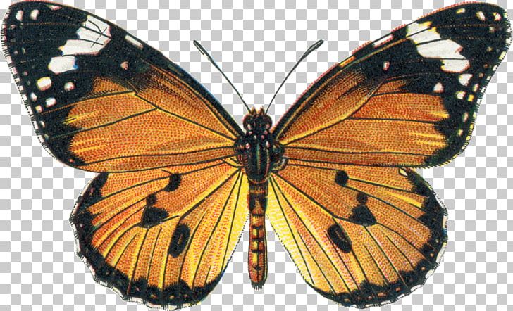 Butterfly The Butterflies Of Venezuela: Nymphalidae II (Acraeinae PNG, Clipart, Arthropod, Brush Footed Butterfly, Butterflies And Moths, Butterfly, Butterfly Net Free PNG Download