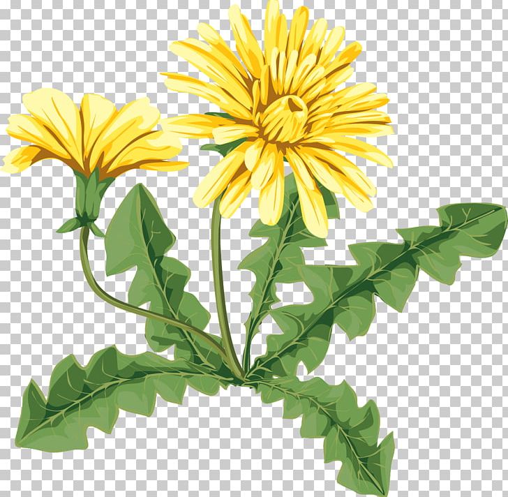 Common Dandelion Flower Drawing Art Oxeye Daisy PNG, Clipart, Annual Plant, Art, Chrysanthemum, Chrysanths, Common Dandelion Free PNG Download