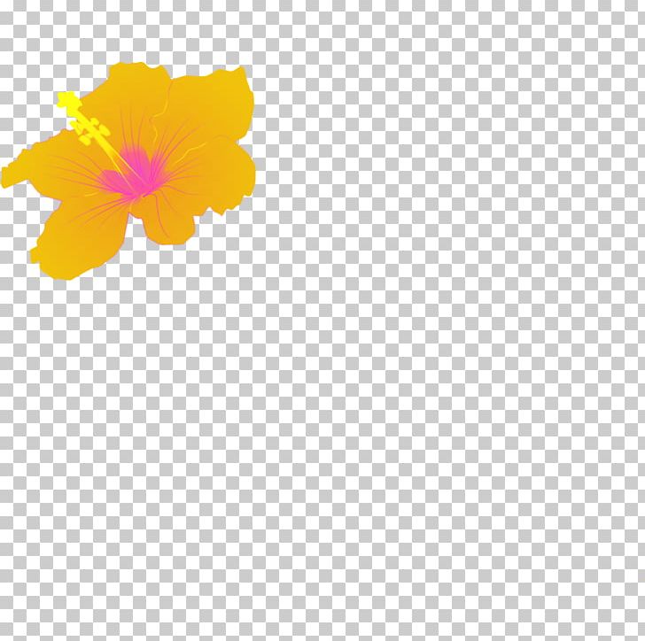 Petal Yellow Hibiscus Pattern PNG, Clipart, Flower, Flowering Plant, Hibiscus, Line, Orange Free PNG Download