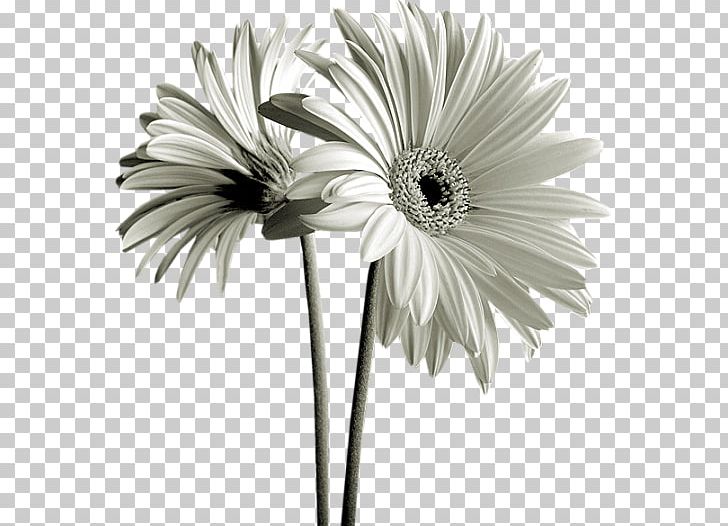 Saint Happiness Heart Kiss Beat PNG, Clipart, Beat, Black And White, Cut Flowers, Daisy Family, Erasmus Of Formia Free PNG Download
