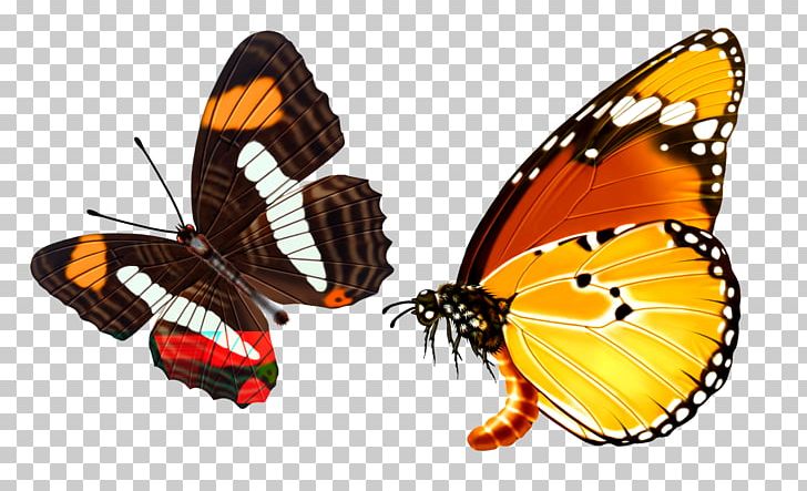 Butterfly Raster Graphics PNG, Clipart, Adobe Illustrator, Black, Black Butterfly, Black Hair, Black White Free PNG Download