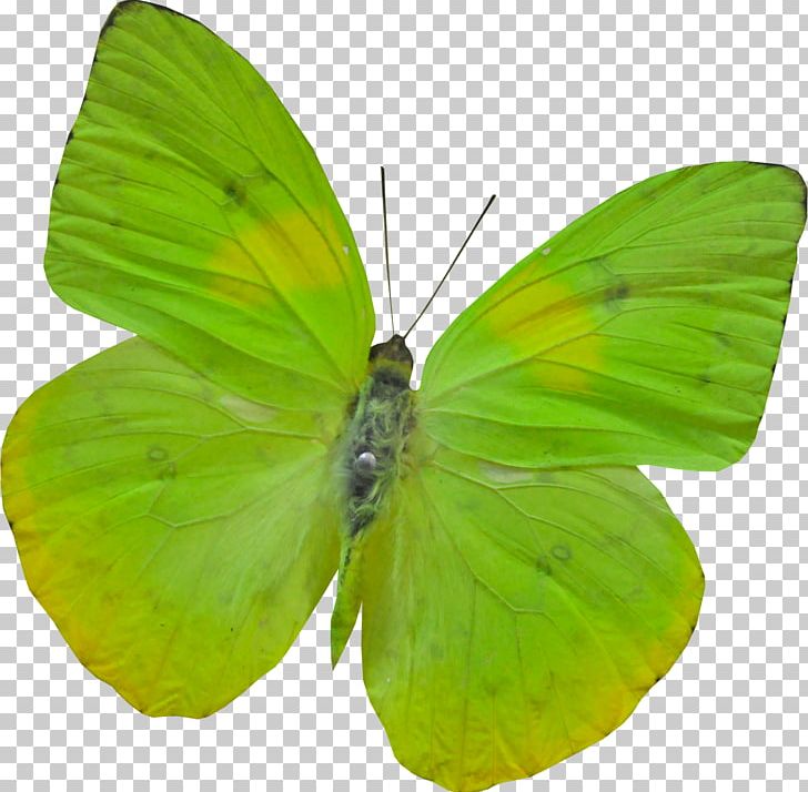 Butterfly Morpho Amathonte Morpho Menelaus Nymphalidae PNG, Clipart, Background Green, Beautiful, Beautiful Butterfly, Brush Footed Butterfly, But Free PNG Download