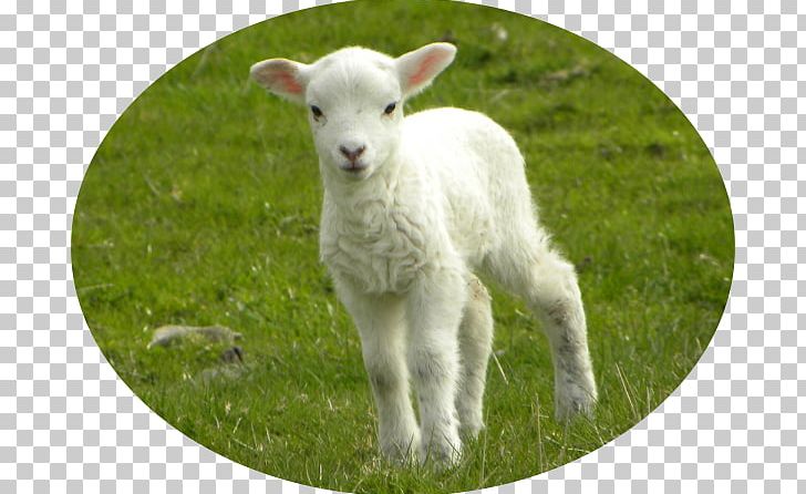 The Lamb Sheep Lamb And Mutton Cattle Meat PNG, Clipart, Beef, Calf, Cattle, Com, Cow Goat Family Free PNG Download