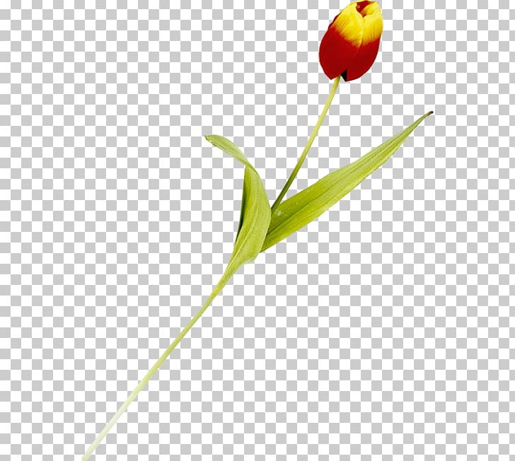 Tulip Cut Flowers Plant Stem Bud Petal PNG, Clipart, Bud, Cut Flowers, Flower, Flowering Plant, Flowers Free PNG Download