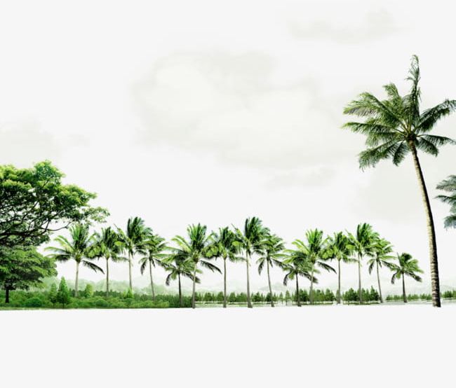 Green Atmosphere Coconut Tree Border Texture PNG, Clipart, Atmosphere, Atmosphere Clipart, Border, Border Clipart, Border Texture Free PNG Download