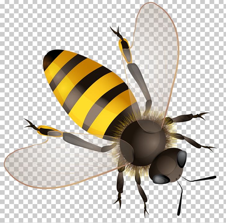 Honey Bee Africanized Bee PNG, Clipart, Africanized Bee, Arthropod, Bee, Fly, Honey Bee Free PNG Download