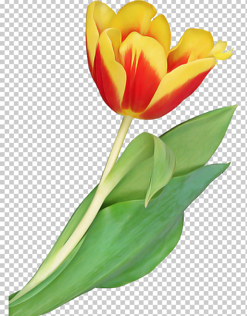 Flower Petal Tulip Plant Cut Flowers PNG, Clipart, Anthurium, Bud, Cut Flowers, Flower, Leaf Free PNG Download