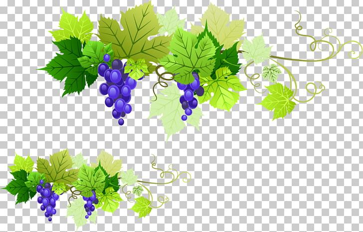 Kyoho Rosxe9 Grape Leaves PNG, Clipart, Branch, Computer Wallpaper, Encapsulated Postscript, Flower, Food Free PNG Download