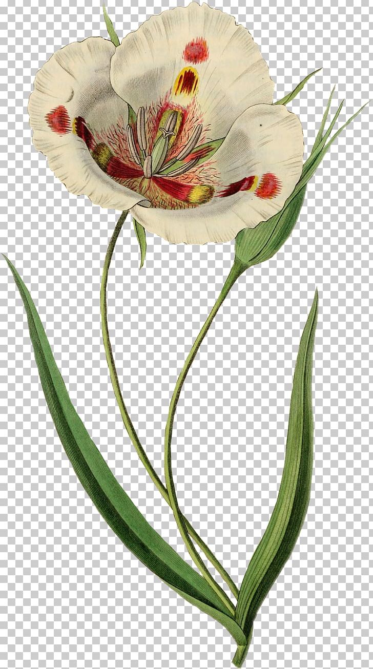 Flower Drawing Tulipa Gesneriana PNG, Clipart, Alstroemeriaceae, Bot, Botanical, Botanical Flowers, Botanical Illustration Free PNG Download
