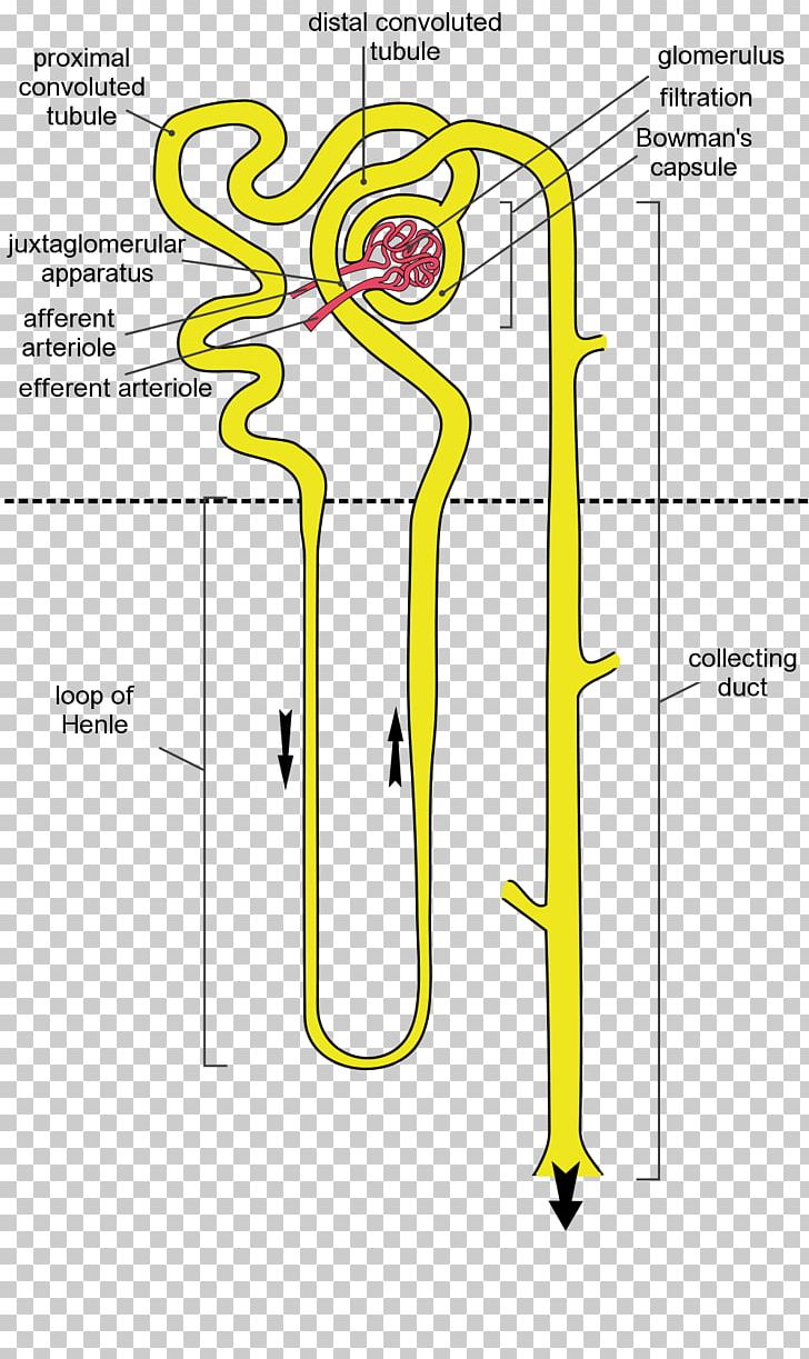 The given diagram represents a nephron and its blood supply. Study the  diagram and answer the ahead questions: - Sarthaks eConnect | Largest  Online Education Community